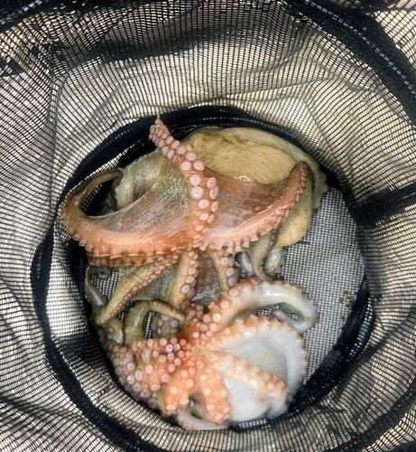 マダコの釣果