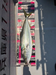 ブリの釣果