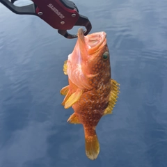 キジハタの釣果