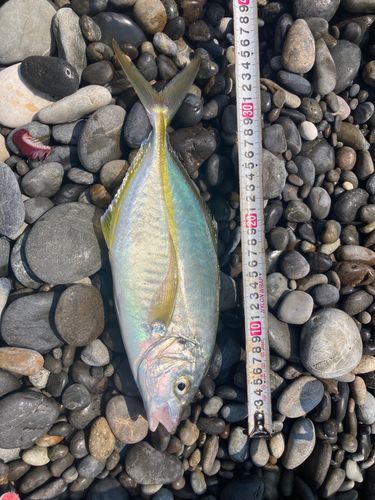 シマアジの釣果