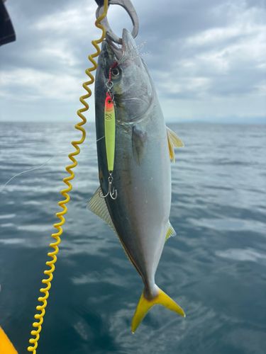 イナダの釣果