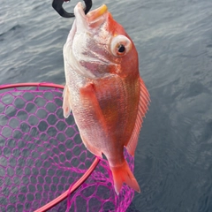 レンコダイの釣果