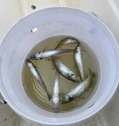 シロギスの釣果