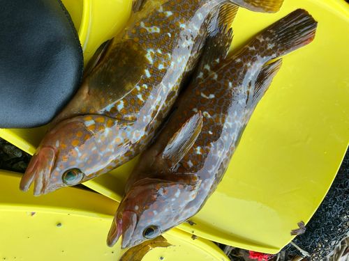 キジハタの釣果