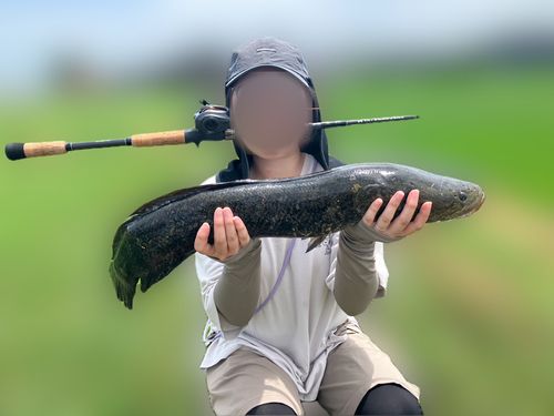 ライギョの釣果