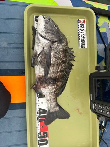 クロダイの釣果