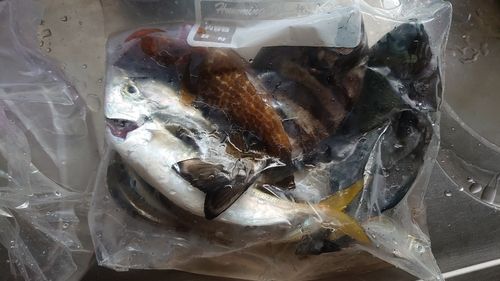 マルアジの釣果