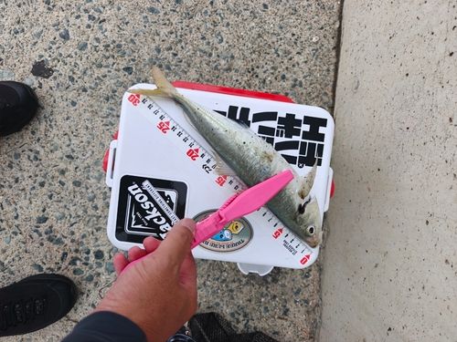 マルアジの釣果