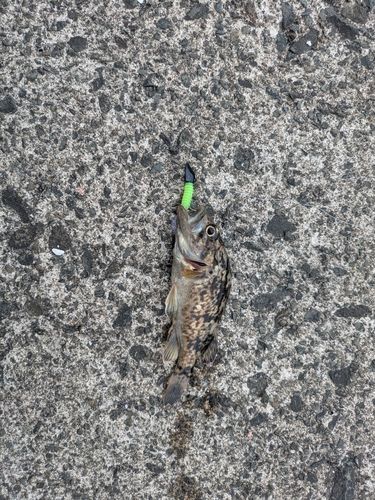 クロソイの釣果