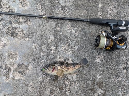 クロソイの釣果