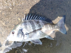 クロダイの釣果