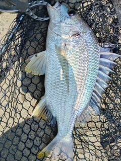 キビレの釣果