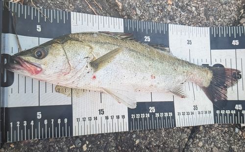 マルスズキの釣果