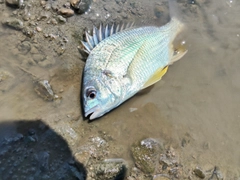 キビレの釣果