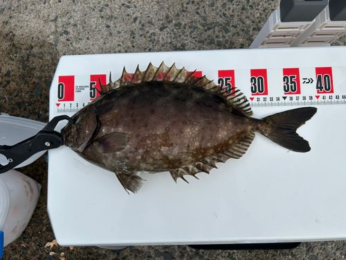 アイゴの釣果