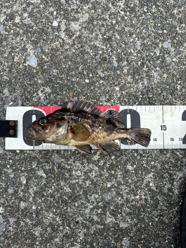 ムラソイの釣果