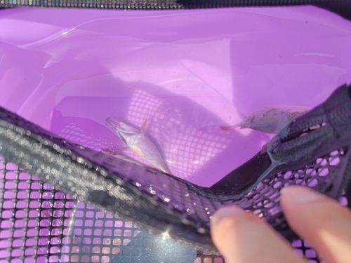 ワカシの釣果