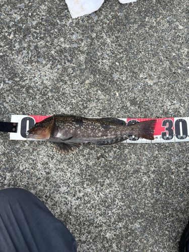 アイナメの釣果
