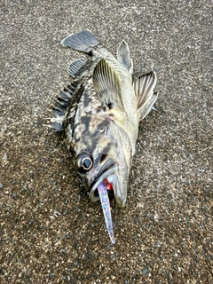 クロソイの釣果