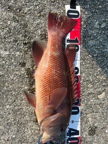 コブダイの釣果