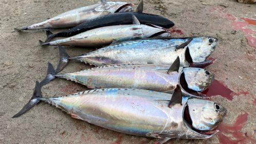 マルソウダの釣果