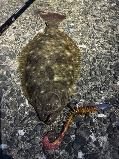 ソゲの釣果