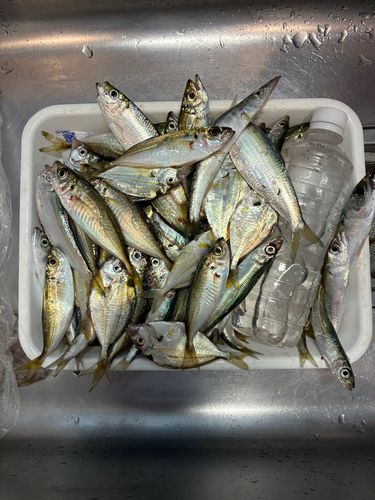 アジの釣果