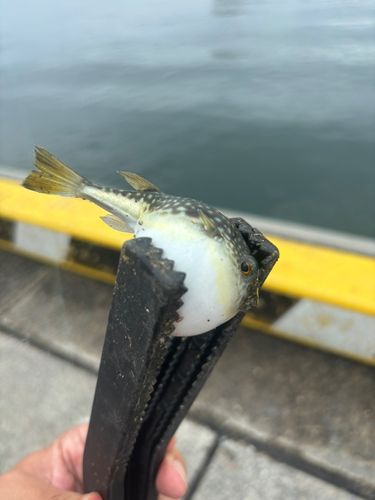 クサフグの釣果