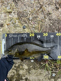 スモールマウスバスの釣果