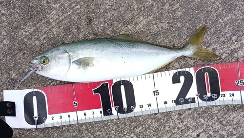 ワカシの釣果