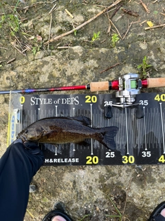 スモールマウスバスの釣果