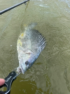 キビレの釣果