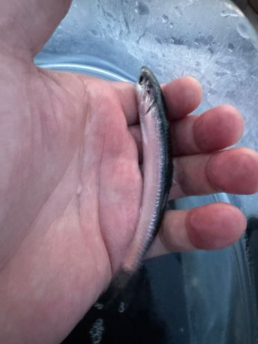カタクチイワシの釣果