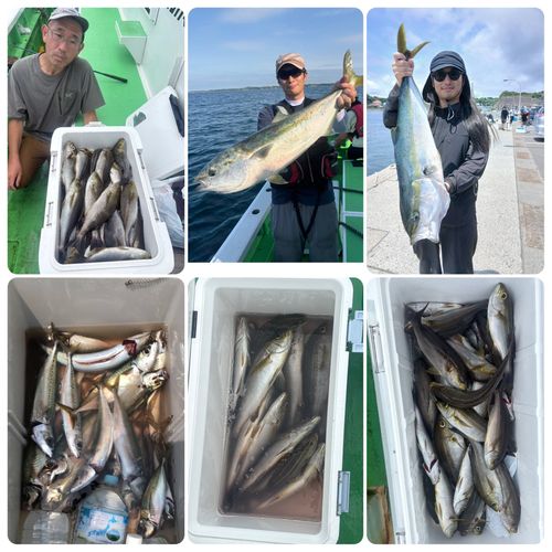 ワラサの釣果