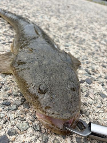 マゴチの釣果