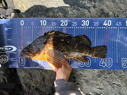 ベッコウゾイの釣果