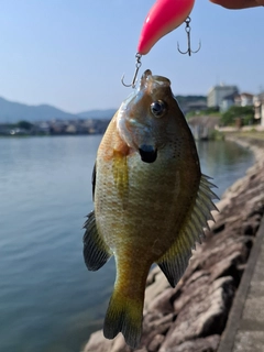 ブルーギルの釣果