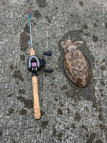 コウイカの釣果