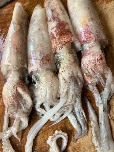 ケンサキイカの釣果