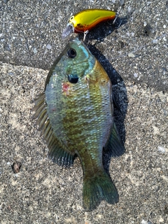 ブルーギルの釣果
