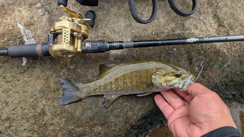 スモールマウスバスの釣果