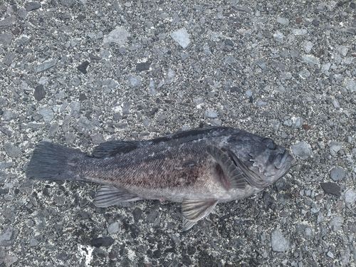 クロソイの釣果
