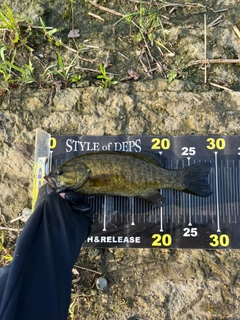 スモールマウスバスの釣果
