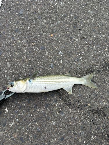 ボラの釣果