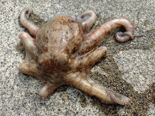 タコの釣果