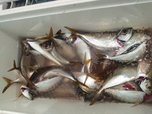 マアジの釣果