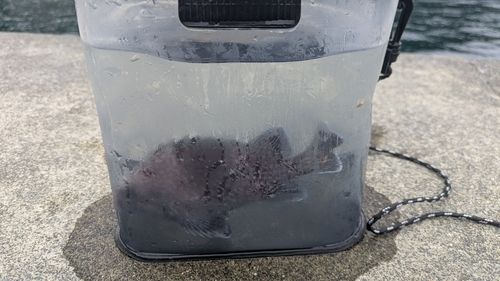 ソイの釣果