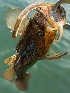 カワアナゴの釣果