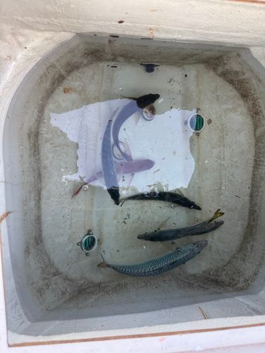釣果
