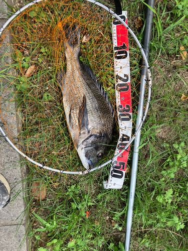 チヌの釣果